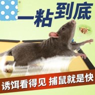 如何使用粘鼠板成功滅鼠?